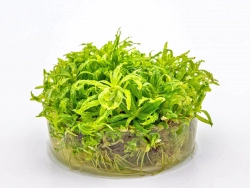 Kleiner Wasserstern - Pogostemon helferi in vitro